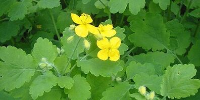 Leczenie grzybów paznokci na nogach Celandine