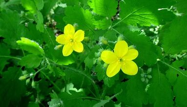 Celandine do leczenia grzyba na paznokciach