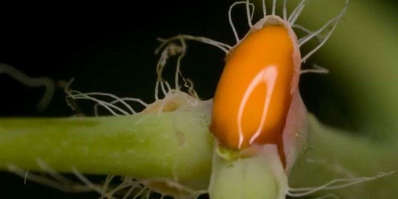 sok z glistnika do leczenia grzybicy paznokci u nóg